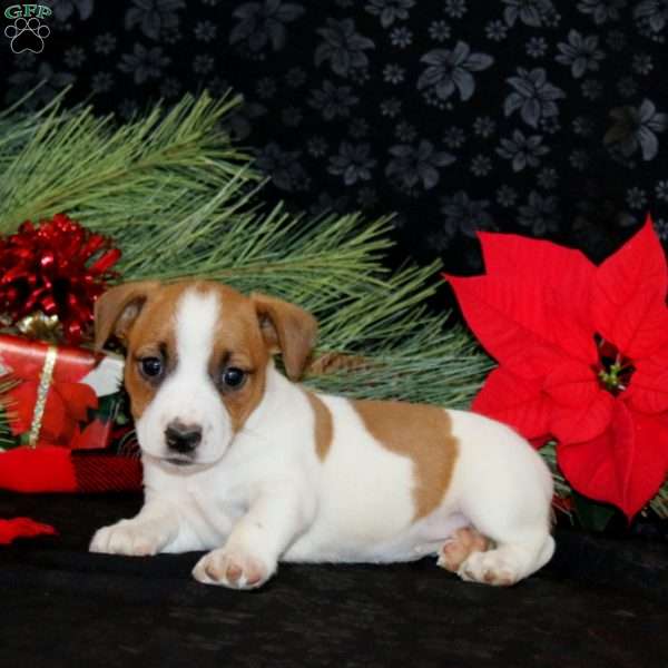 Destiny, Jack Russell Terrier Puppy