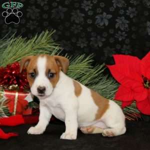 Destiny, Jack Russell Terrier Puppy