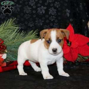 Destiny, Jack Russell Terrier Puppy