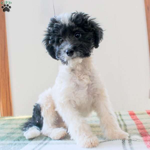 Dexter, Mini Bernedoodle Puppy