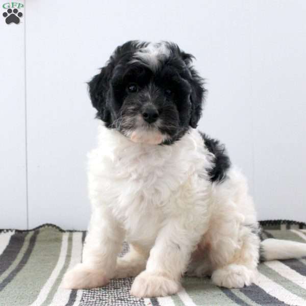 Dexter, Mini Bernedoodle Puppy