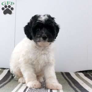 Dexter, Mini Bernedoodle Puppy