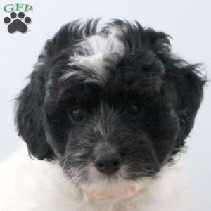 Dexter, Mini Bernedoodle Puppy