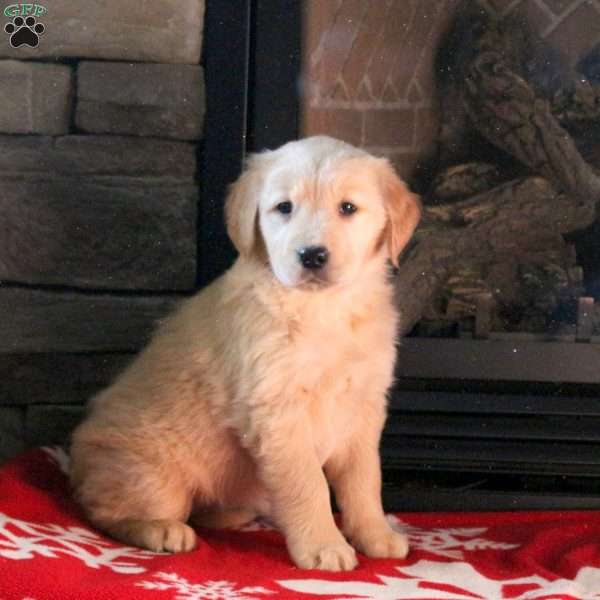 Diamond, Golden Retriever Puppy