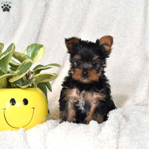 Diamond, Yorkie Puppy