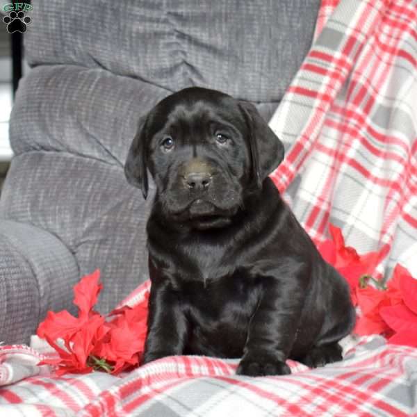 Diesel, Black Labrador Retriever Puppy