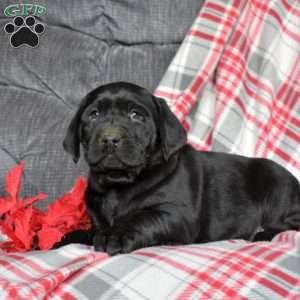 Diesel, Black Labrador Retriever Puppy