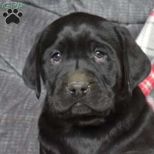 Diesel, Black Labrador Retriever Puppy