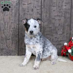 Dilburt, Blue Heeler – Australian Cattle Dog Puppy
