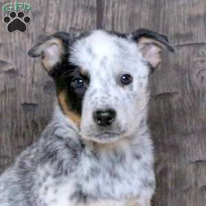 Dilburt, Blue Heeler – Australian Cattle Dog Puppy