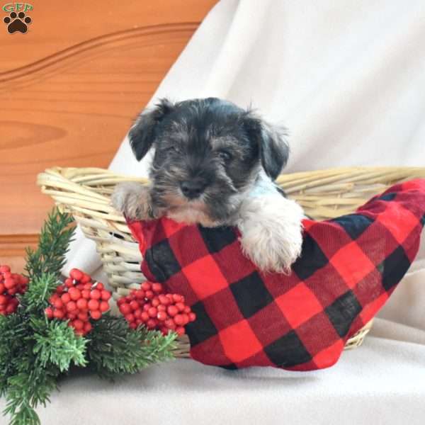 Dipper, Miniature Schnauzer Puppy