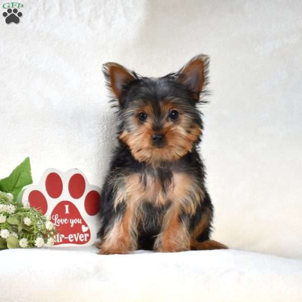 Dipper, Yorkie Puppy