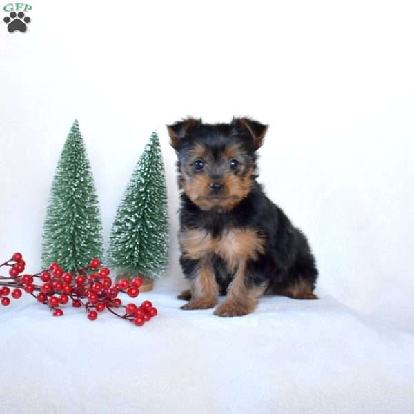 Dipper, Yorkie Puppy