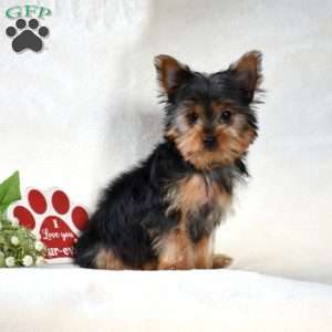 Dipper, Yorkie Puppy