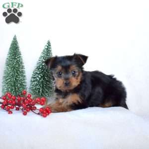 Dipper, Yorkie Puppy