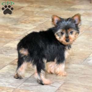 Dipper, Yorkie Puppy