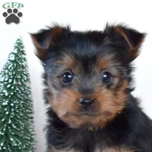 Dipper, Yorkie Puppy