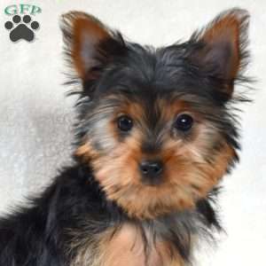 Dipper, Yorkie Puppy