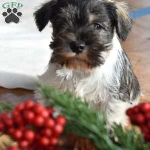 Dipper, Miniature Schnauzer Puppy