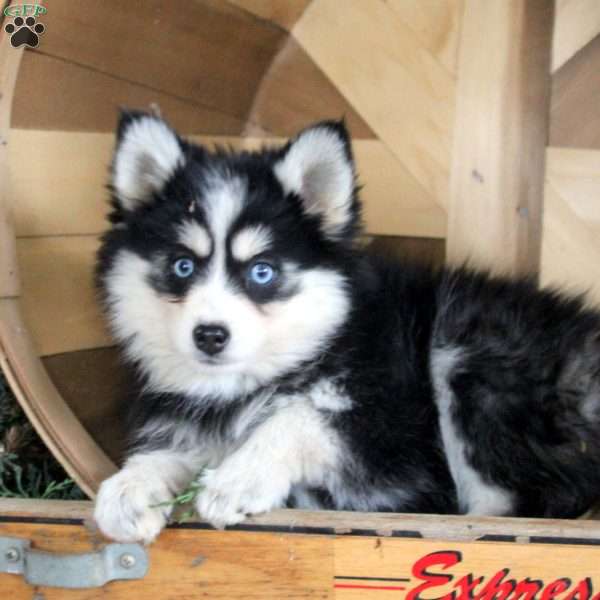 Dixie, Pomsky Puppy