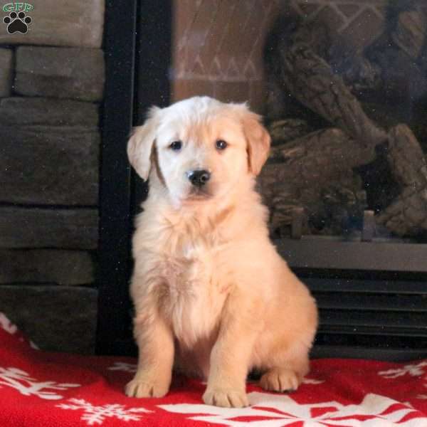 Dixie, Golden Retriever Puppy