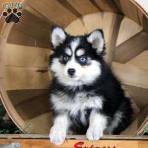 Dixie, Pomsky Puppy