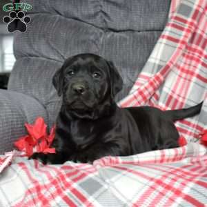 Dixie, Black Labrador Retriever Puppy