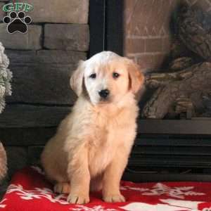 Dixie, Golden Retriever Puppy