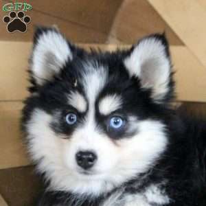 Dixie, Pomsky Puppy