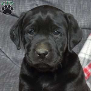 Dixie, Black Labrador Retriever Puppy
