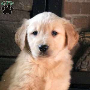 Dixie, Golden Retriever Puppy
