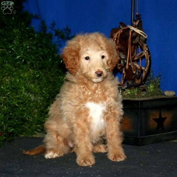 Dixie, Mini Goldendoodle Puppy