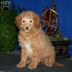 Dixie, Mini Goldendoodle Puppy