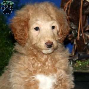 Dixie, Mini Goldendoodle Puppy