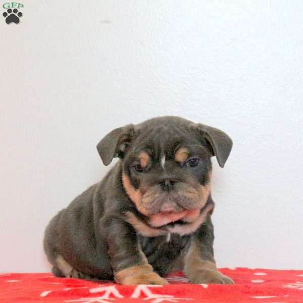 Dixon, English Bulldog Puppy