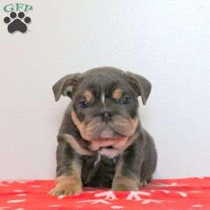 Dixon, English Bulldog Puppy
