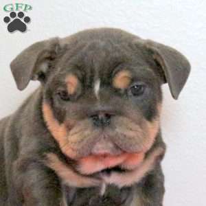 Dixon, English Bulldog Puppy