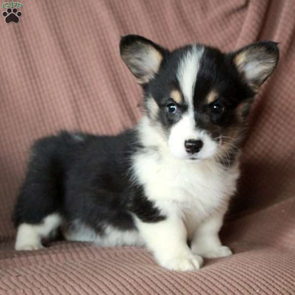 Dolly, Pembroke Welsh Corgi Puppy