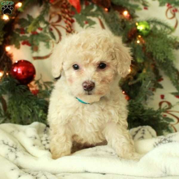 Dolly, Miniature Poodle Puppy