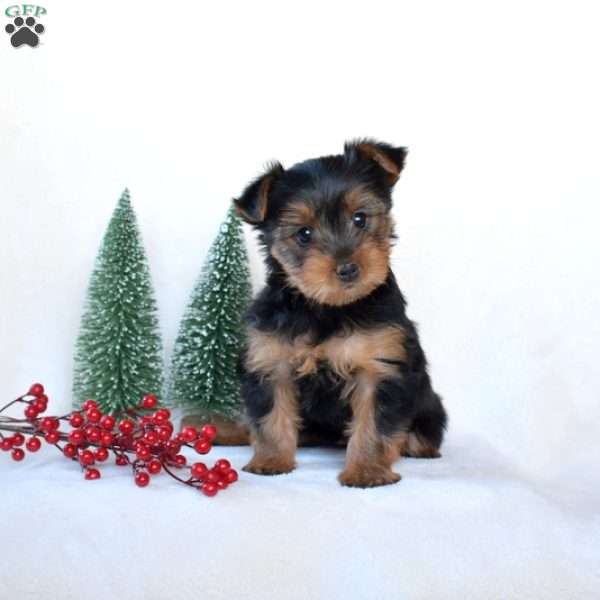 Dolly, Yorkie Puppy
