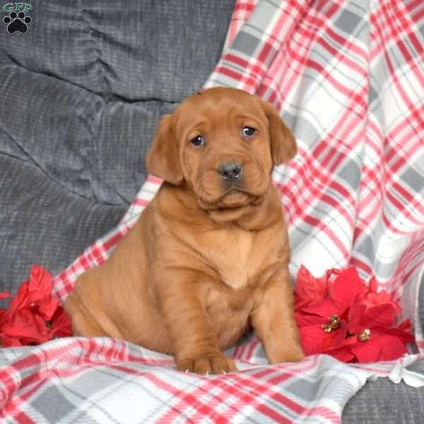 Dolly, Fox Red Labrador Retriever Puppy