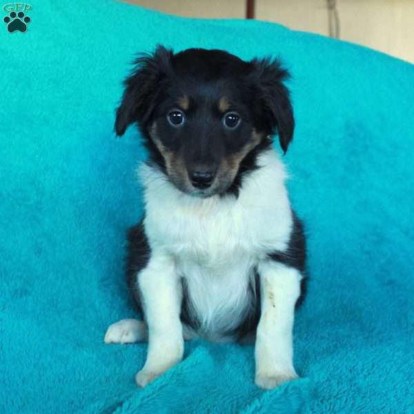 Dolly, Miniature Australian Shepherd Mix Puppy