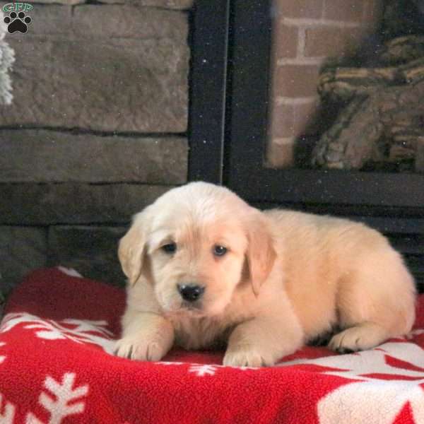 Dolly, Golden Retriever Puppy