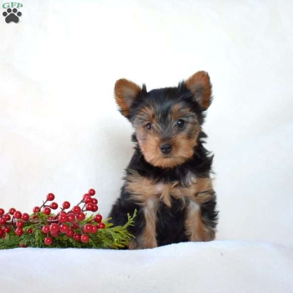 Dolly, Yorkie Puppy