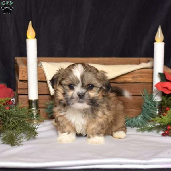 Dolly, Shih Tzu Puppy