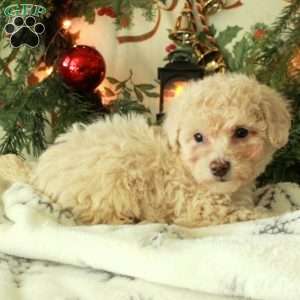Dolly, Miniature Poodle Puppy