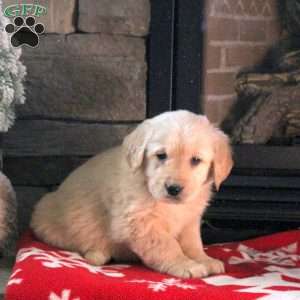 Dolly, Golden Retriever Puppy