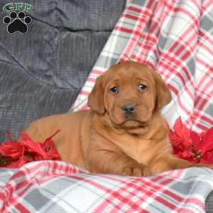 Dolly, Fox Red Labrador Retriever Puppy