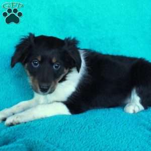 Dolly, Miniature Australian Shepherd Mix Puppy