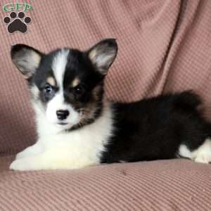 Dolly, Pembroke Welsh Corgi Puppy